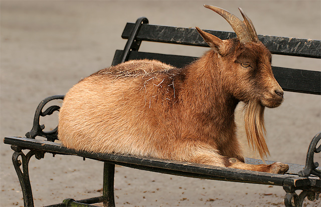 A Tribute to Those Who'd Rather Warm the Bench Than Get Up Off It