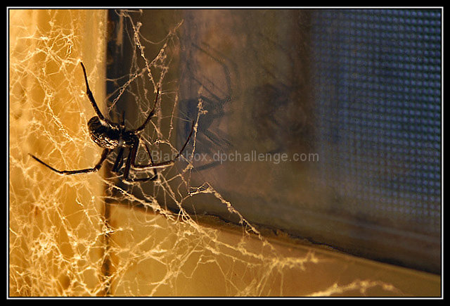 Cleaning Charlotte's Web