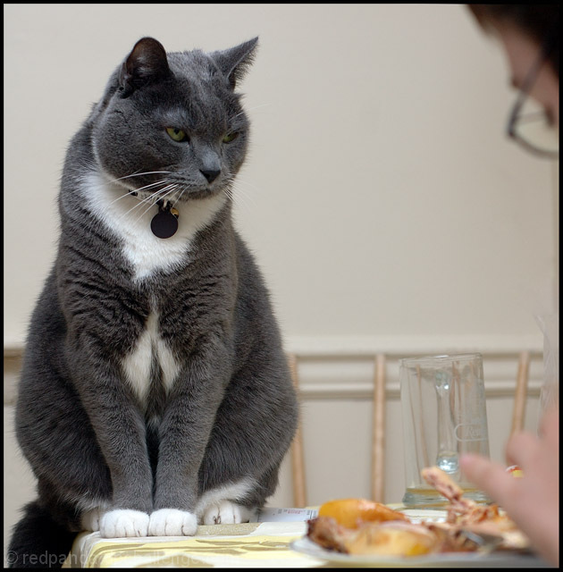 Enforcing the cat ban on the kitchen table