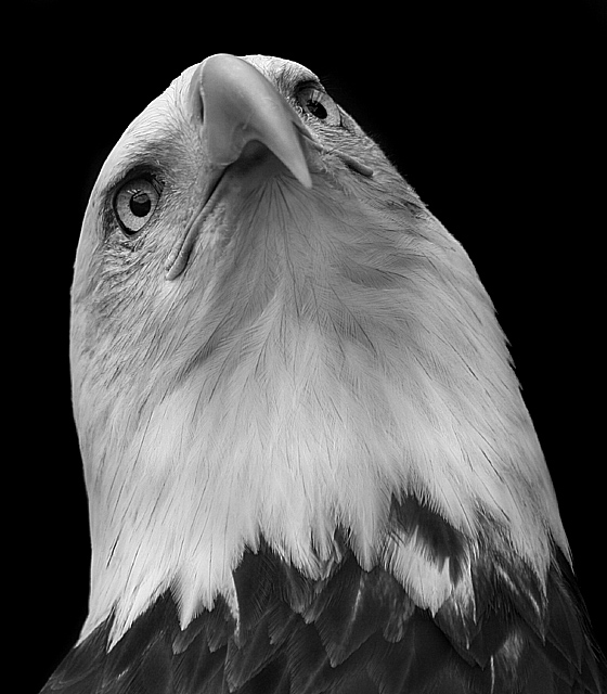 Portrait of an Eagle