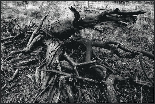 dead wood