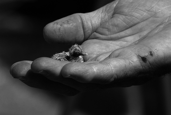 Portrait of a baby bird