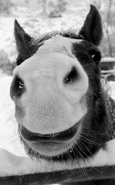 Fuzzy Skull Of Death (Or, Looks Like A Camel, Smells Like A Horse)