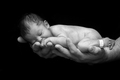 Newborn - One Day Old