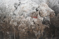 Heifer in a Blizzard