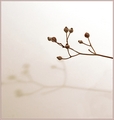 Branching Out
