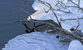 Warm Ice