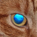 Cat's Eye