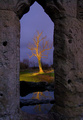 The Painted Tree
