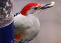 Red-Bellied Nut Heist