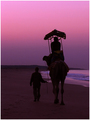 Camel Ride