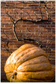 Pumpkin and Bean Stalk