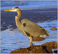 Heron