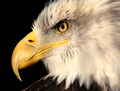 American Bald Eagle