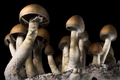 Psilocibe cubensis