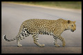 Why did the leopard cross the road?