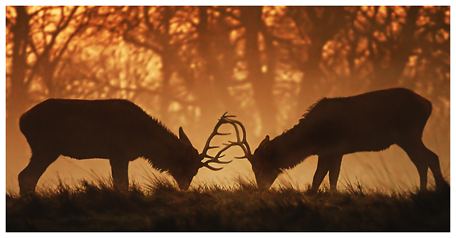 Battle at Sunset