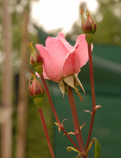 Rose after Rain.