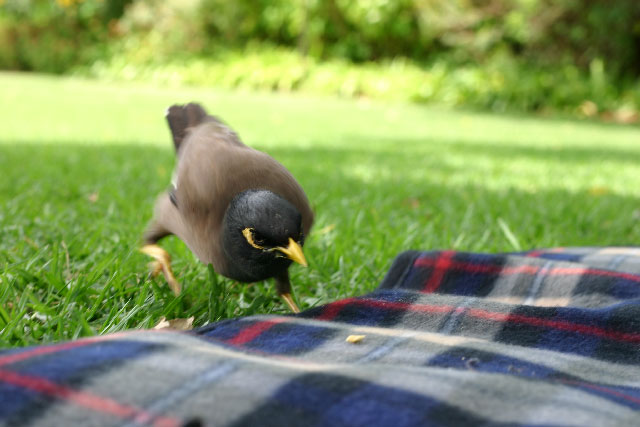 Going for the Kill