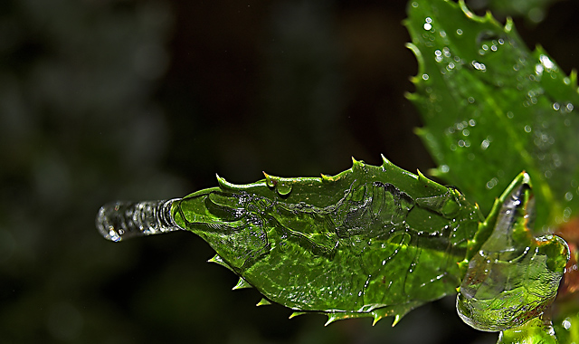 Holly Leaf in Ice