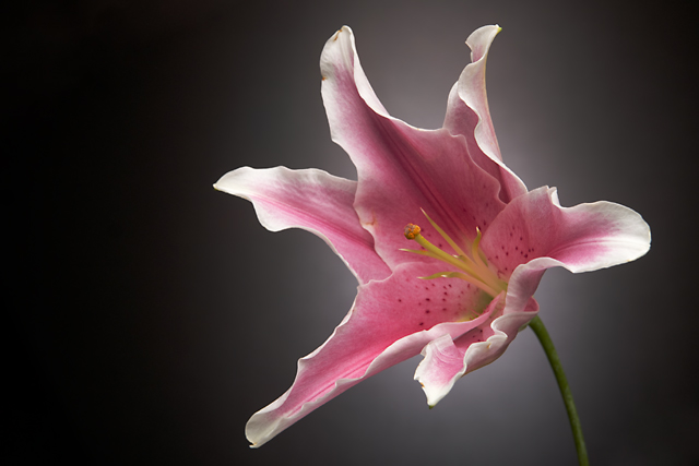 Oriental Lily