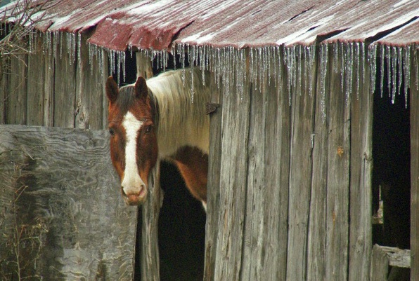 It's Too Cold To Come Out!