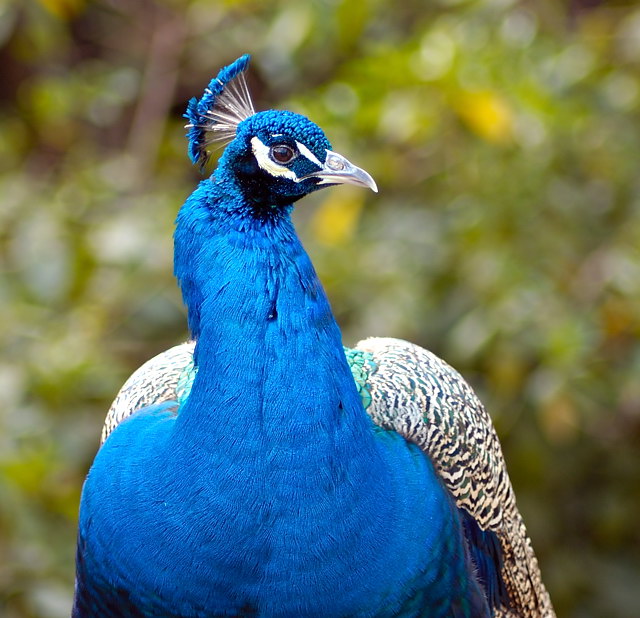 Peacock