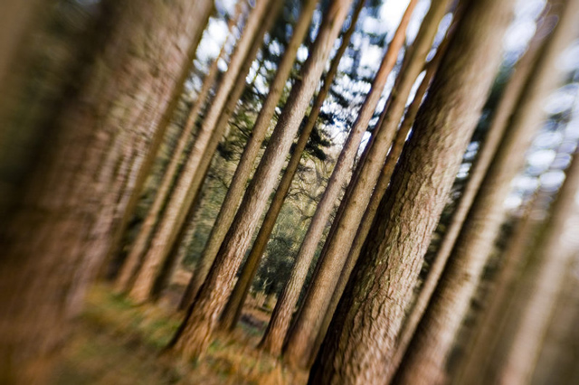 Photographic LSD