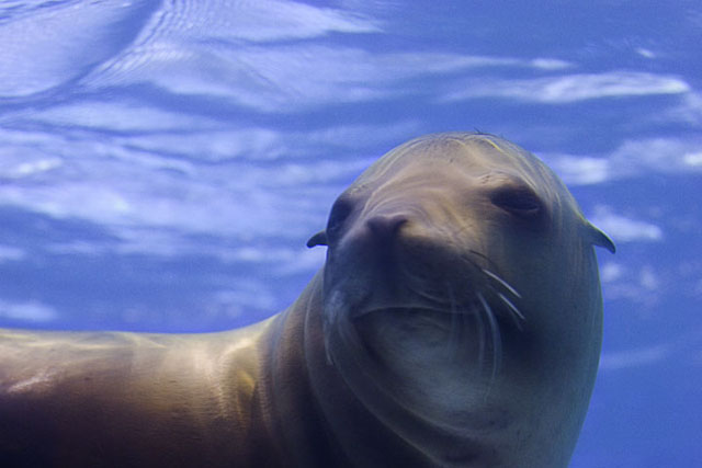 Sea Lion