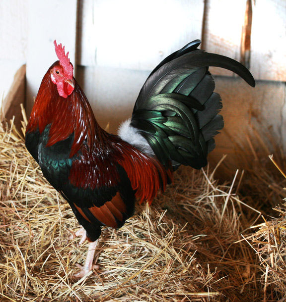 Larry the Rooster