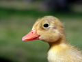 Peep Peep
