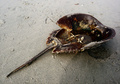 Vivid Decay