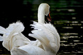 Swan Lake