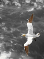 Life Over Turbulent Waters II