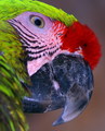 Military Macaw