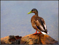 "The Lookout"