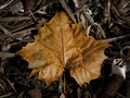 Leaf