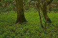 Deep in the Woods
