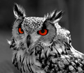 Eagle Owl