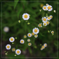 a simple beauty