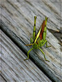 Grasshopper