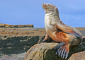 California Basking