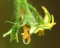 Tomato Flower