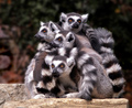 Lemur love.
