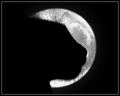 The Cat in the Moon
