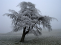 Frost in Llanfihangel