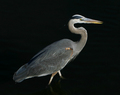 Heron