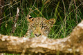 Leopard in Africa