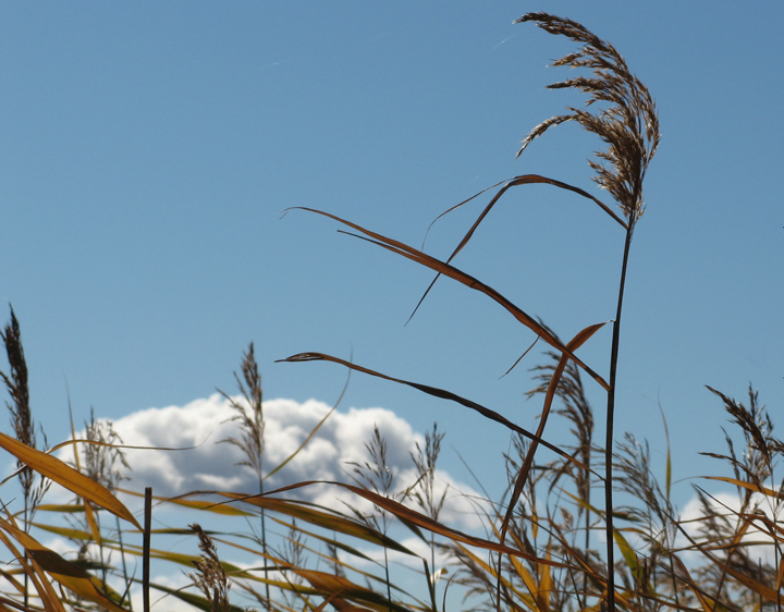 Wind