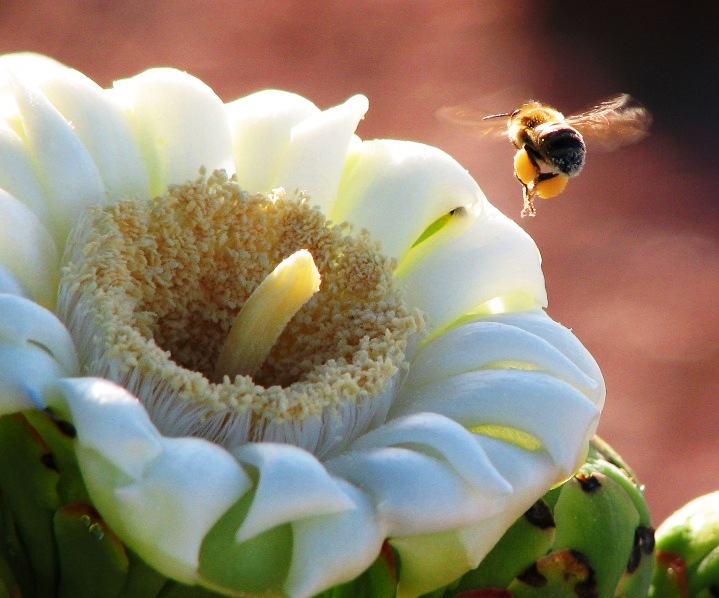 Arizona Pollination